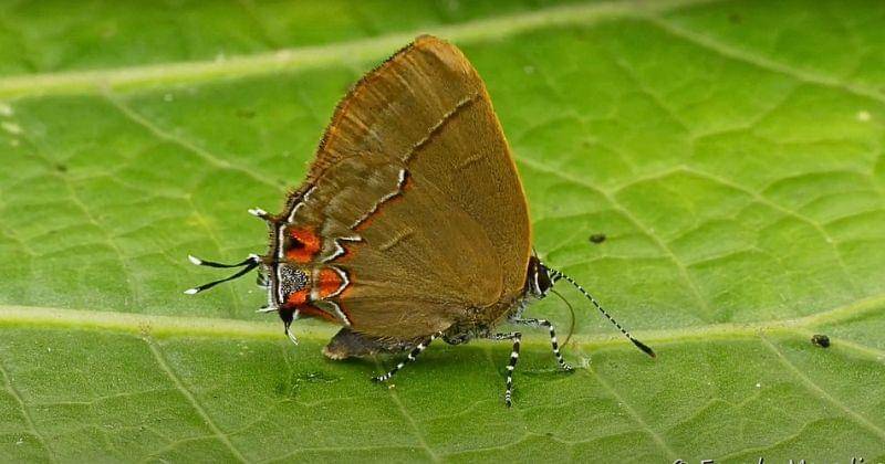 Youtube.com/Rumble Viral